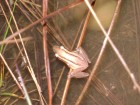 Scinax squalirostris